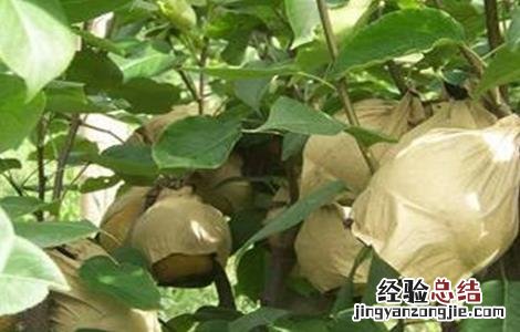梨果套袋时间和方法 梨子套袋时间与方法