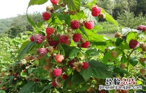 树莓种植与管理 树莓种植管理