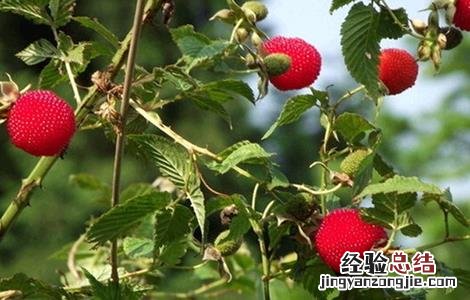 树莓种植与管理 树莓种植管理