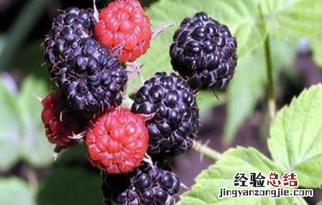 树莓种植与管理 树莓种植管理