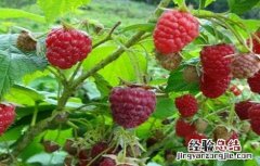 树莓种植与管理 树莓种植管理