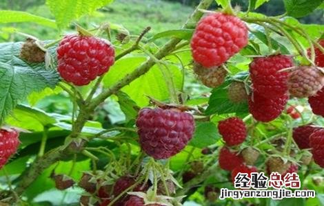 树莓种植与管理 树莓种植管理