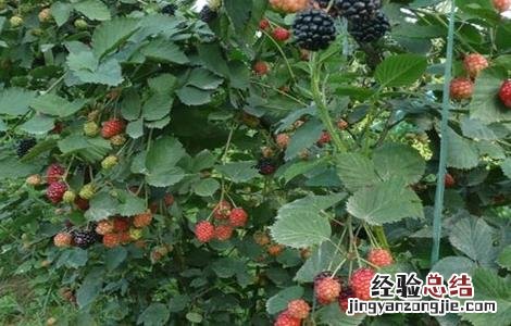 树莓种植与管理 树莓种植管理