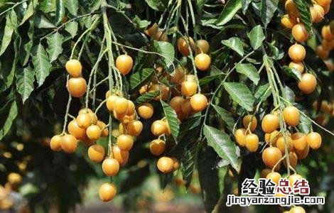 黄皮的田间管理技术 黄皮种植技术与管理