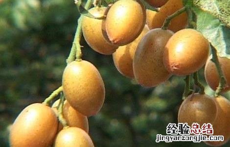 黄皮的田间管理技术 黄皮种植技术与管理