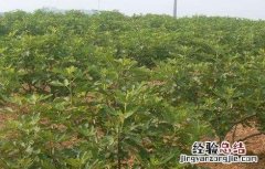 黄皮的田间管理技术 黄皮种植技术与管理