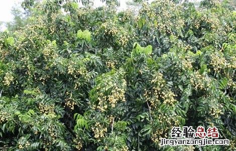 黄皮的田间管理技术 黄皮种植技术与管理