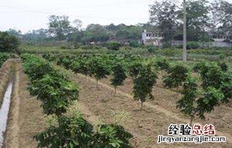 黄皮的田间管理技术 黄皮种植技术与管理