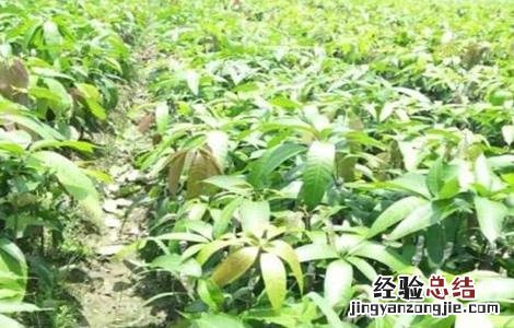 神秘果苗怎么种 神秘果播种育苗技术