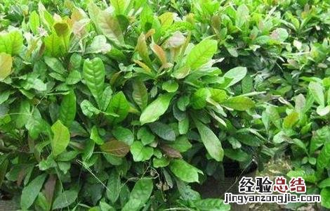 神秘果苗怎么种 神秘果播种育苗技术