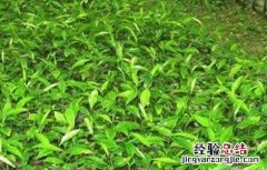 神秘果苗怎么种 神秘果播种育苗技术