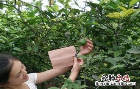 柠檬果需要纸袋套上吗 柠檬套袋时间和方法