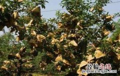 柠檬果需要纸袋套上吗 柠檬套袋时间和方法