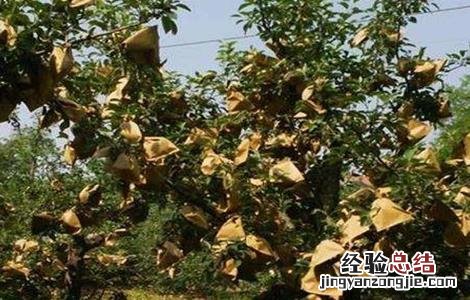 柠檬果需要纸袋套上吗 柠檬套袋时间和方法