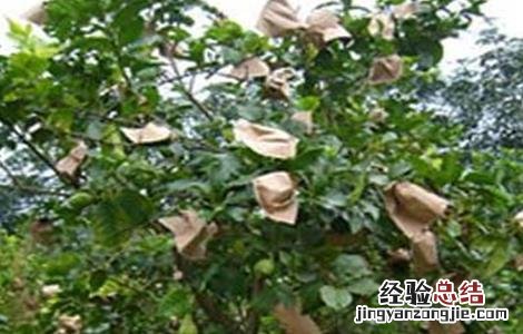 柠檬果需要纸袋套上吗 柠檬套袋时间和方法