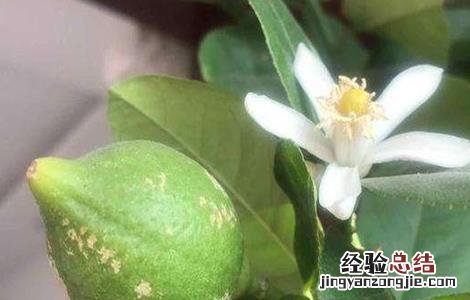 柠檬如何保花保果 柠檬保花保果技术