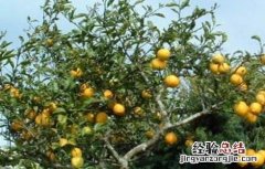 柠檬如何保花保果 柠檬保花保果技术