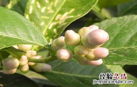 柠檬如何保花保果 柠檬保花保果技术
