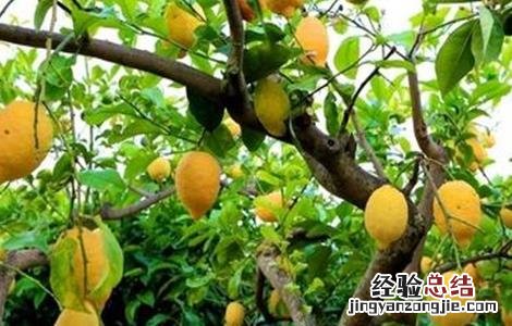 柠檬如何保花保果 柠檬保花保果技术