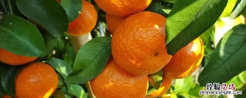 如何使沙糖桔早熟红 沙糖桔如何快速增红