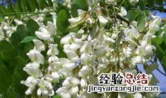 洋槐树不能嫁接什么树 洋槐树能嫁接什么果树