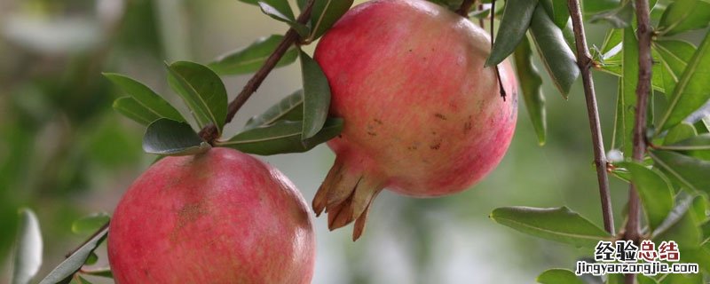番石榴北方能种植吗 石榴北方能种植吗