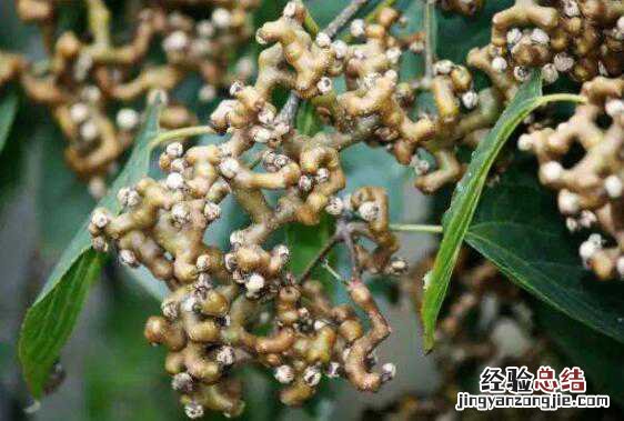 枳椇子泡水喝的功效与作用 枳椇子泡水喝的功效与作用