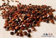 枳椇子泡水喝的功效与作用 枳椇子泡水喝的功效与作用