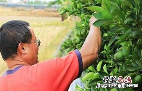 柠檬春季管理 柠檬夏季管理技术