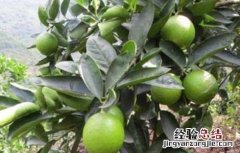 柠檬春季管理 柠檬夏季管理技术