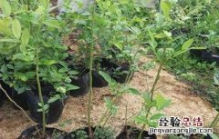 蓝莓引种注意事项 蓝莓引种注意事项图片