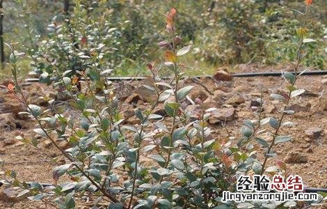 蓝莓引种注意事项 蓝莓引种注意事项图片