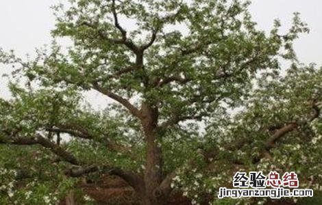 果树根外施肥 果树根外追肥的好处
