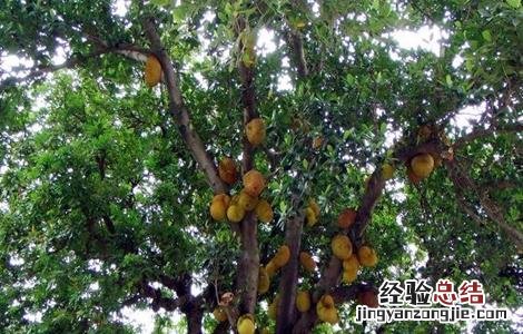 果树根外施肥 果树根外追肥的好处