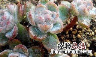 贝瑞为什么越养越散 旺财十大多肉