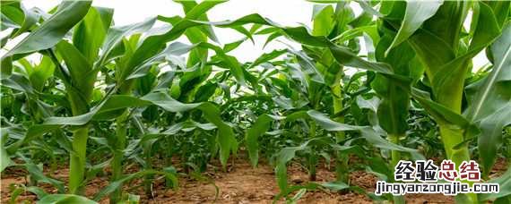 富民98A玉米种特征特性 富民88玉米种特征特性