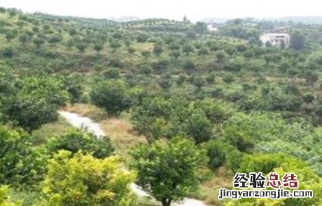 果树根外追肥的注意事项 果树根外施肥与土壤施肥的特点
