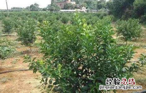 果树根外追肥的注意事项 果树根外施肥与土壤施肥的特点