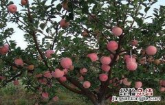 果树根外追肥的注意事项 果树根外施肥与土壤施肥的特点