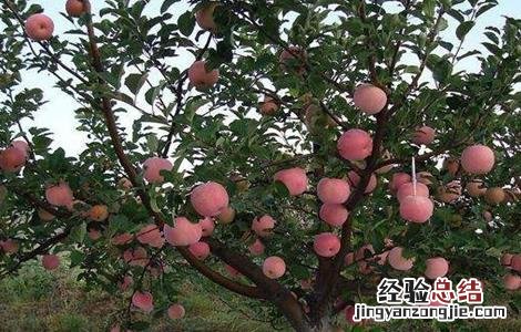果树根外追肥的注意事项 果树根外施肥与土壤施肥的特点