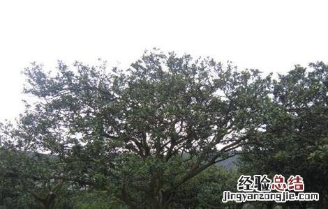 果树根外追肥的注意事项 果树根外施肥与土壤施肥的特点