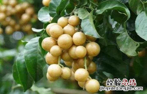 黄皮果怎么种植技术 黄皮果的种植方法