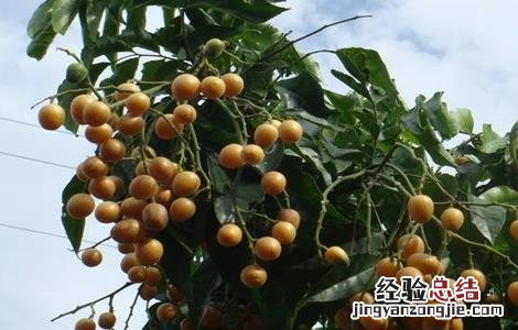 黄皮果怎么种植技术 黄皮果的种植方法