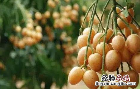 黄皮果怎么种植技术 黄皮果的种植方法