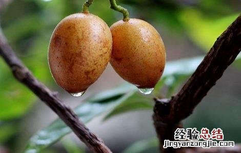 黄皮果怎么种植技术 黄皮果的种植方法