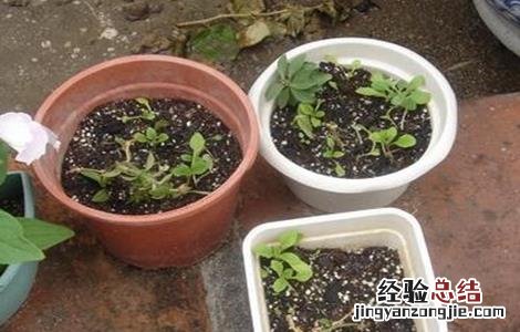 龙眼育苗方法 龙眼如何育苗