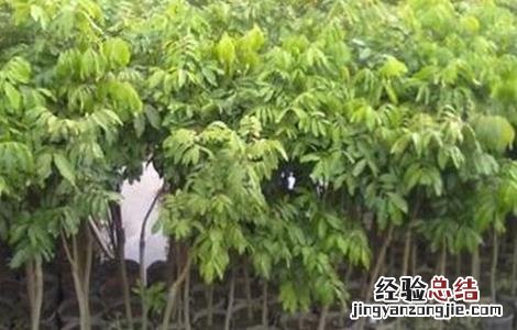 龙眼育苗方法 龙眼如何育苗
