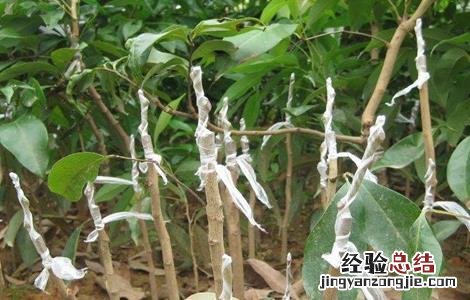 龙眼嫁接技术图解 龙眼嫁接技术