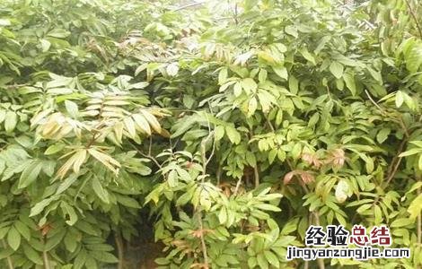 龙眼嫁接技术图解 龙眼嫁接技术