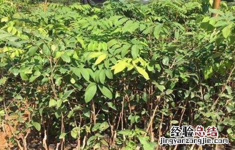 龙眼嫁接技术图解 龙眼嫁接技术